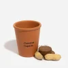 Cacahuètes à faire pousser