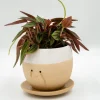 Pot à plante qui pleure (de joie)