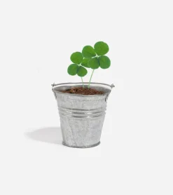 Trèfle à 4 feuilles à faire pousser